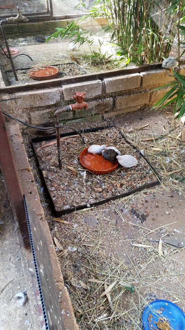 Quails taking a water bath for a change